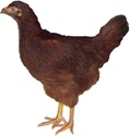 Halflap Henhouse Hen